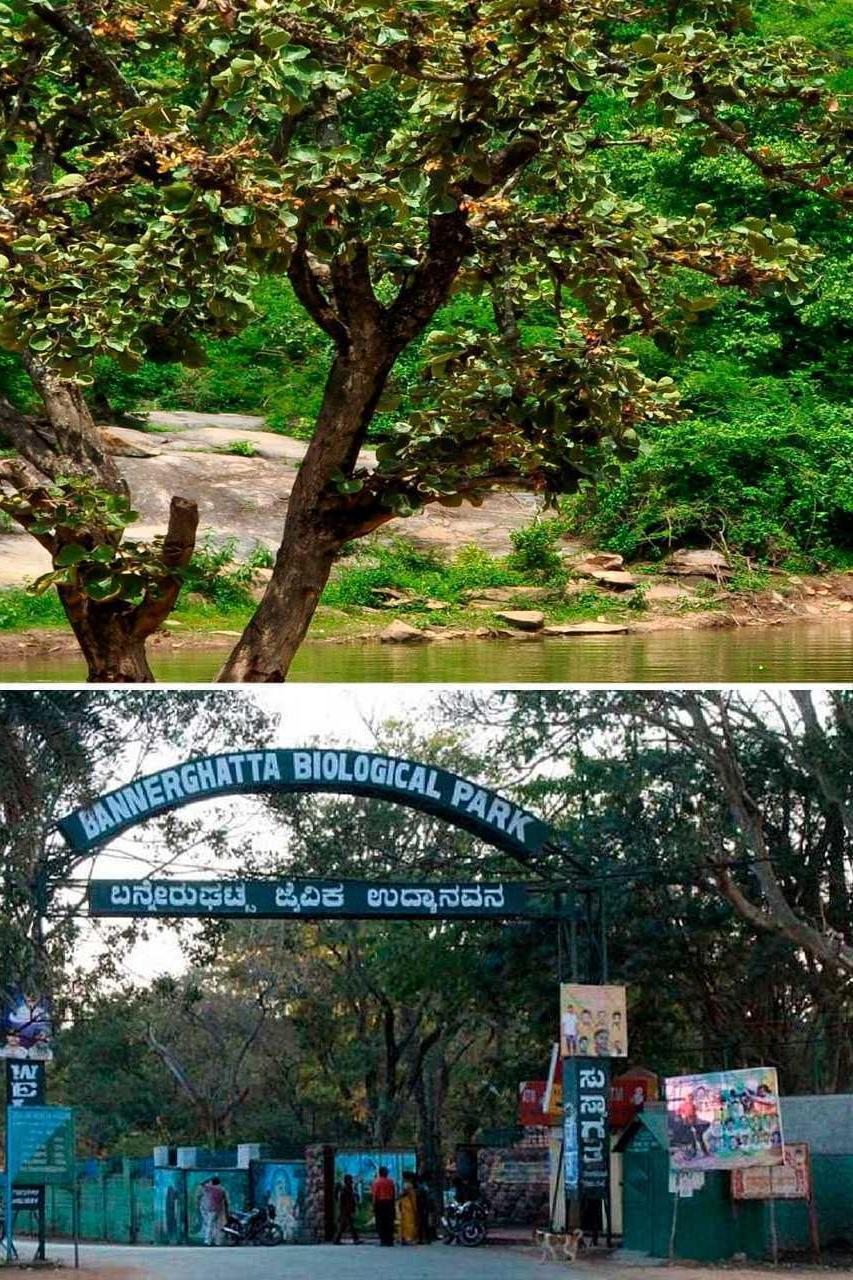 Bannerghatta Biological Park